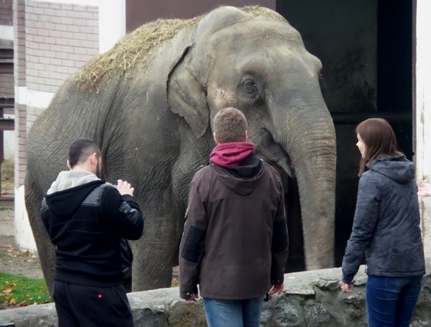 слон в зоопарке Белграда