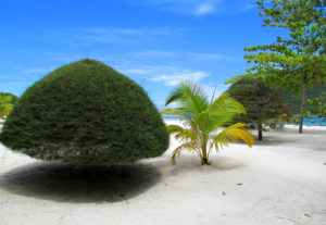 деревья на пляже