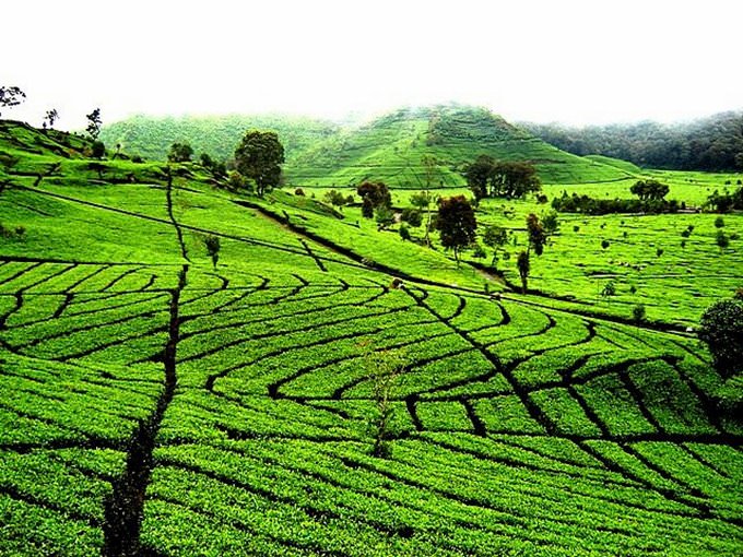 Beautiful tea plantation in Ciwidey Bandung - West Java