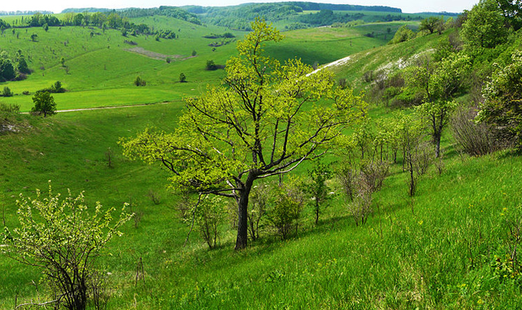 Балка Каменный Лог