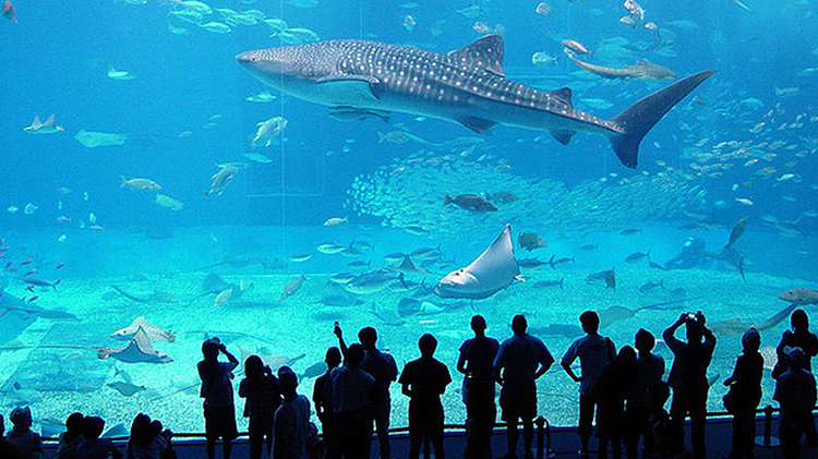 Acquario di Genova