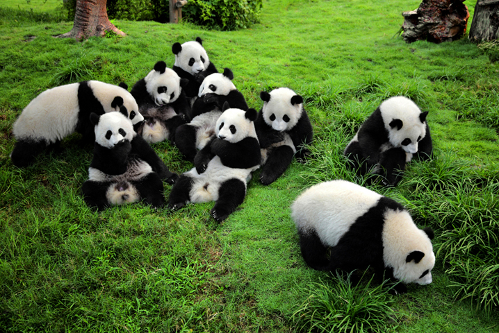 Исследовательский центр по выращиванию панд