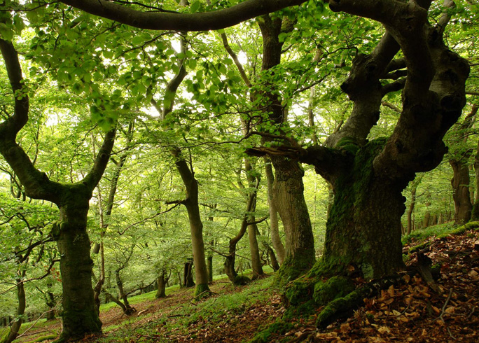 Национальный парк Kellerwald Edersee