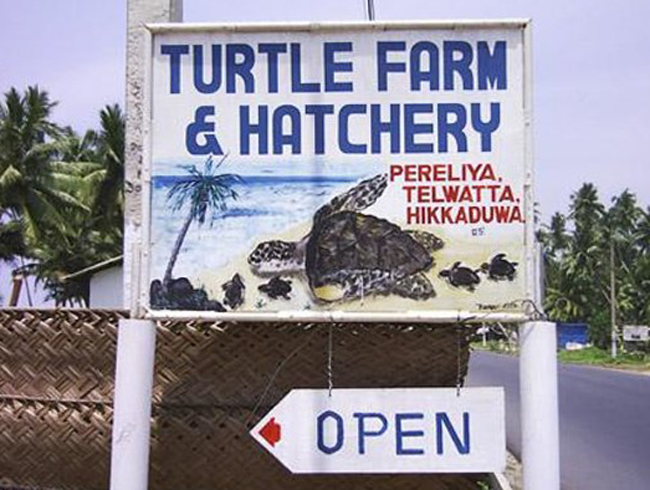 Черепаховая ферма
