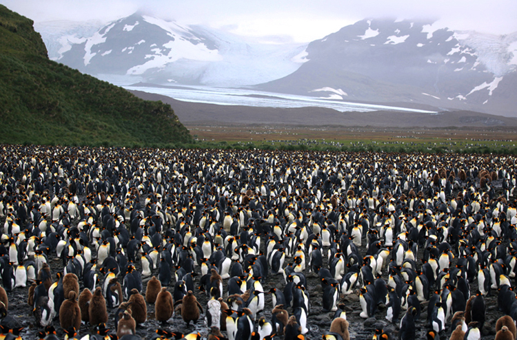 Резерват пингвинов «Пингвин-плэйс»
