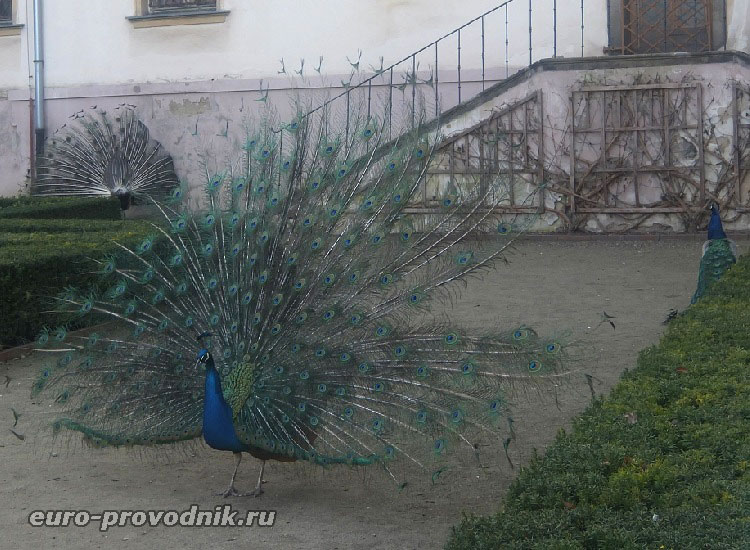 Павлины в Вояновых садах