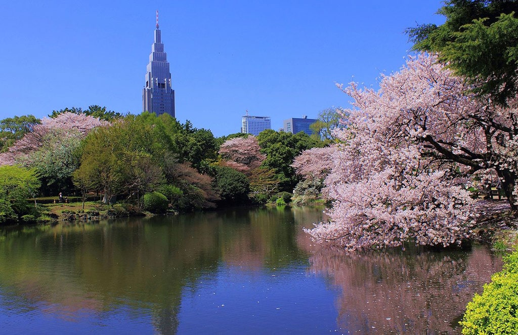 Парк «Синдзюку Гёэн»: сакура цветет