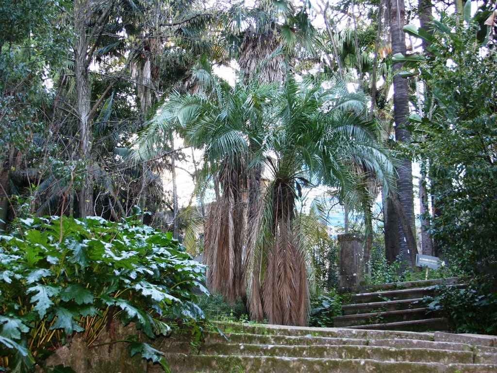 Ботанический парк в Лиссабоне