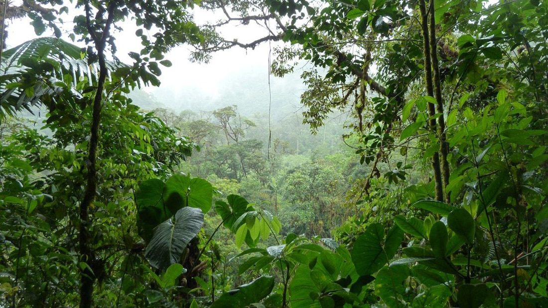 Джунгли Амазонки