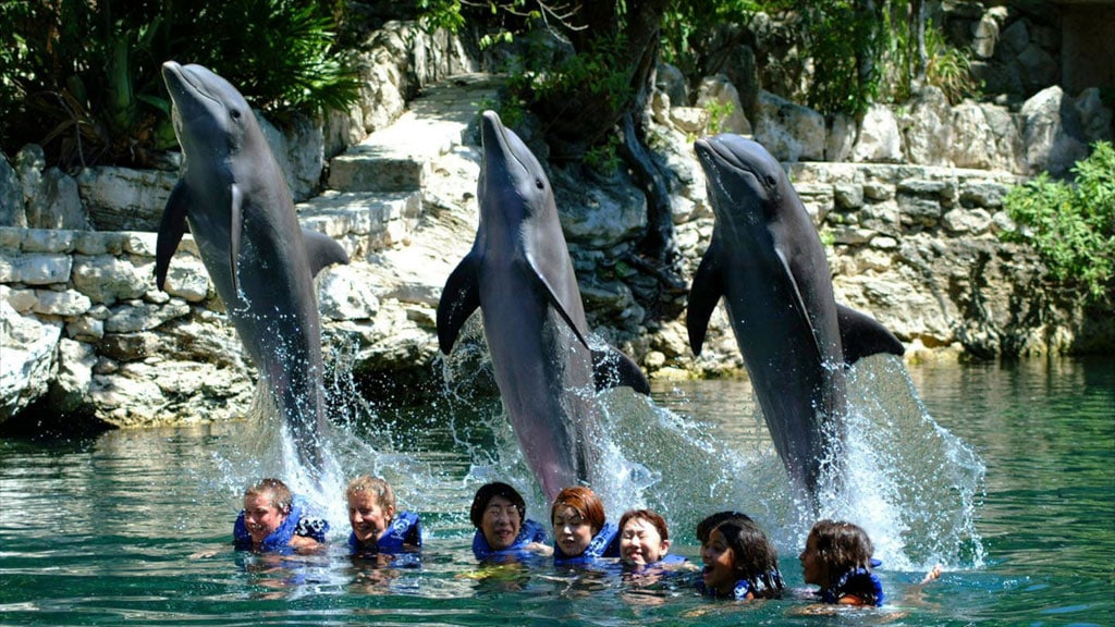 Дельфинарий парка «Шкарет»