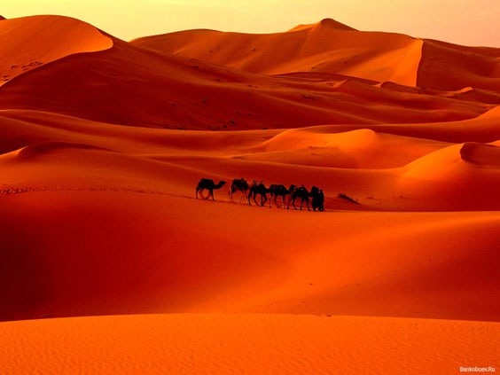 Пустыня Сахара – караван 
