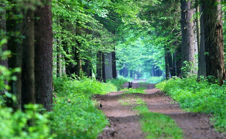 Беловежская пуща – реликтовый лес