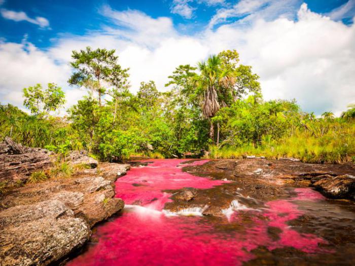 яркие краски колумбийской реки