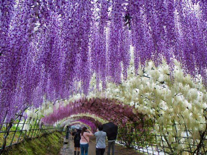 цветущий японский сад