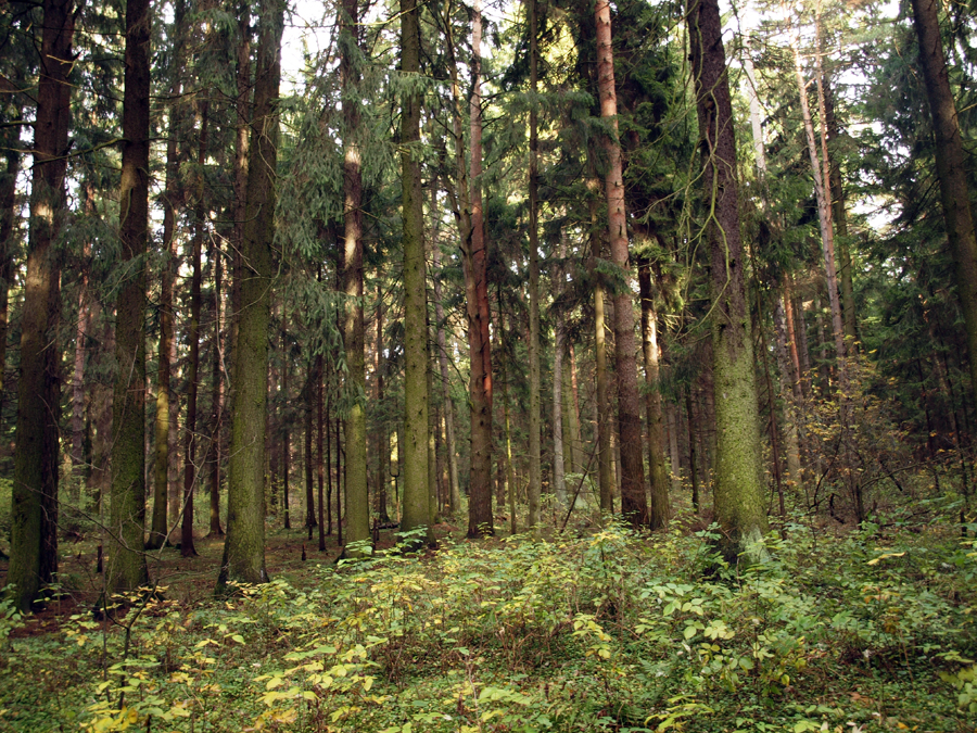 Цаговский лес