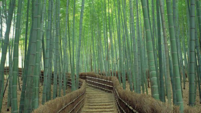 бамбуковый лес 