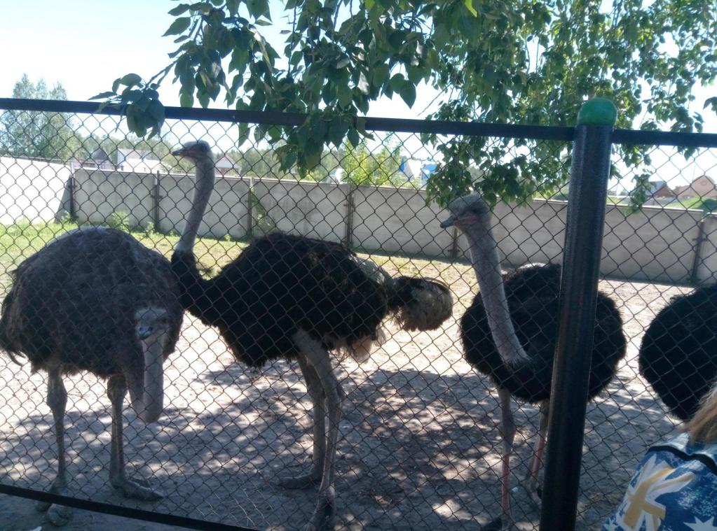 страусиная ферма в барнауле