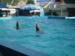 Театр морских животных «Архипо-Осиповский дельфинарий»