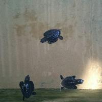 Turtle Hatchery Hikkaduwa