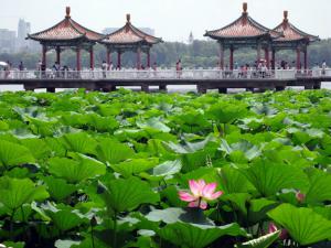 Озеро лотосов в парке Наньху