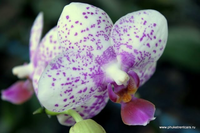Сад орхидей (Orchid farm)