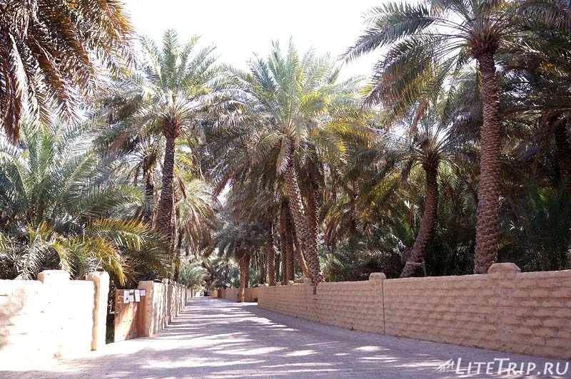 ОАЭ. Аль Айн - городской парк Оазис