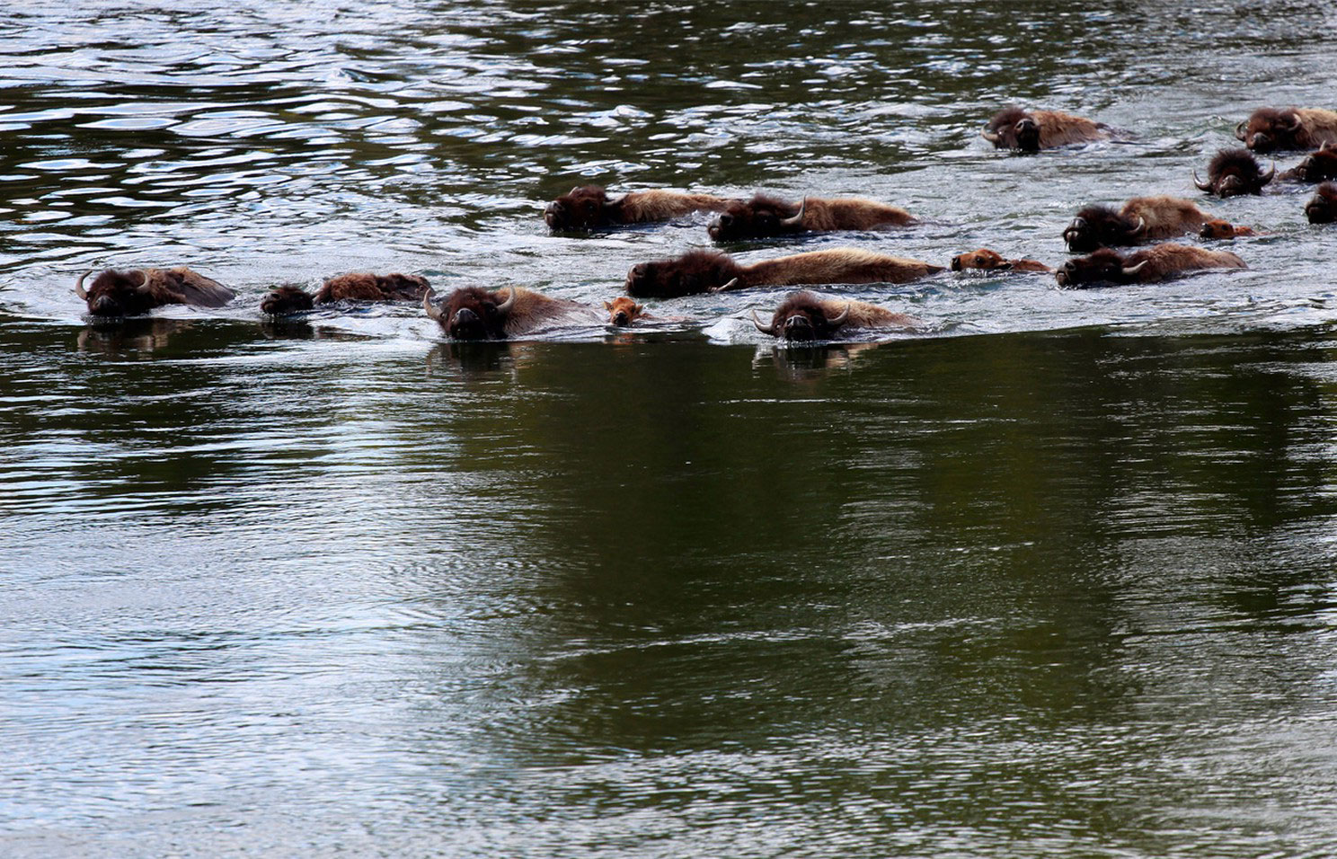 бизоны в реке