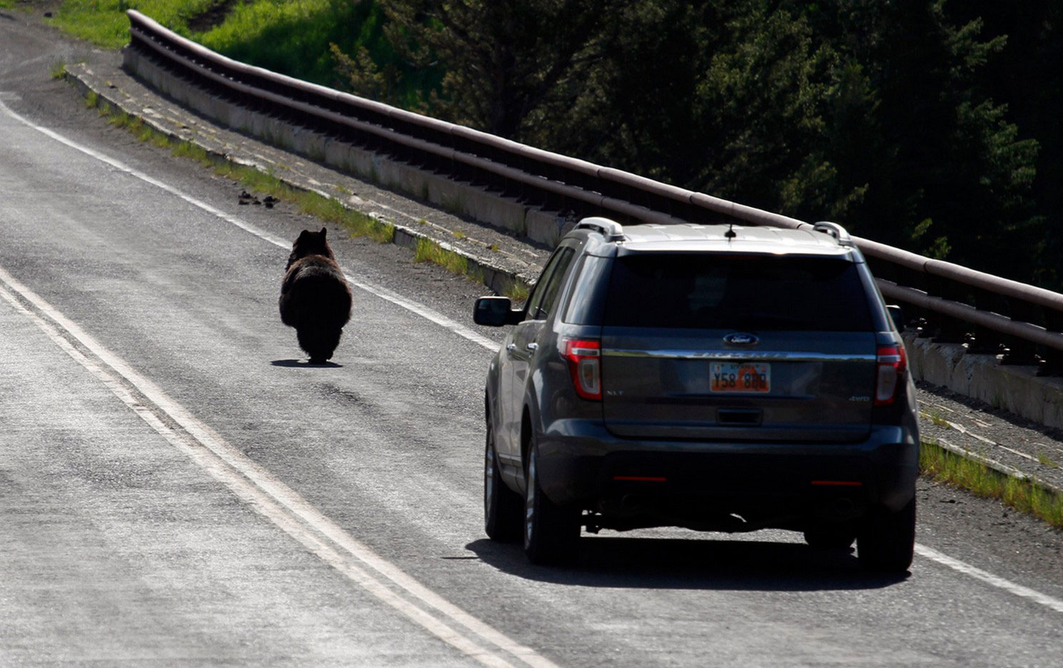 Гималайский медведь бежит от машины
