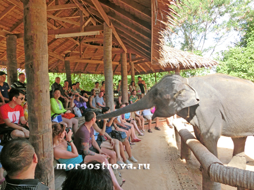 шоу слонов Самуи Таиланд
