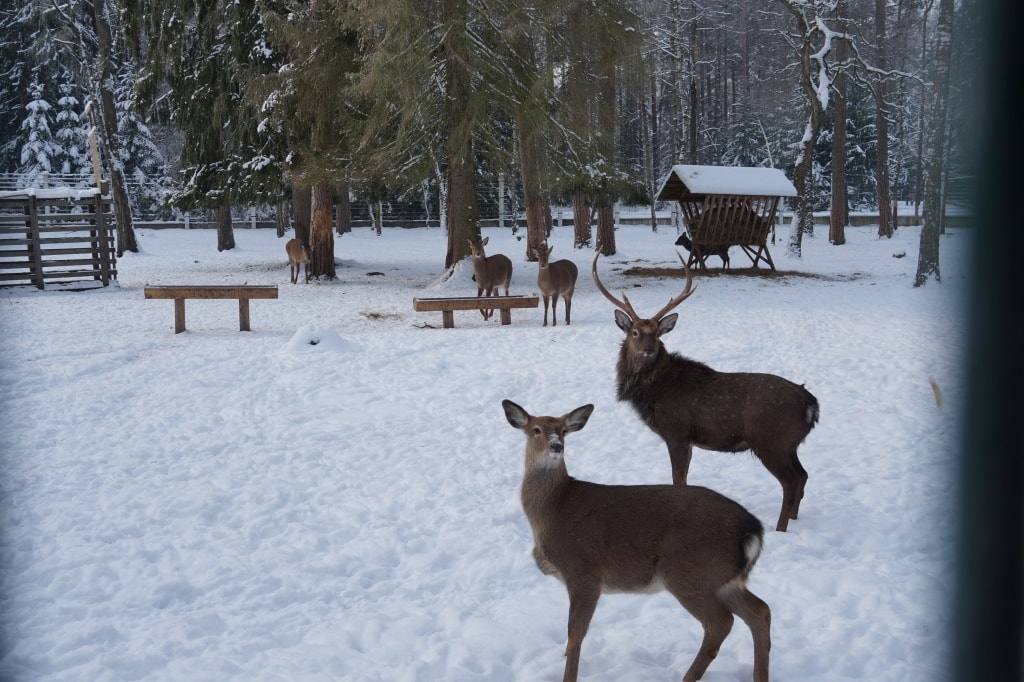 королевские олени Беларусь