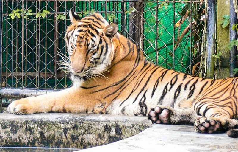 зоопарк на пхукете тигры