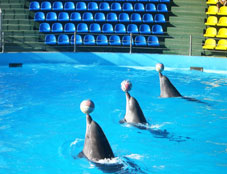 Дельфинарий «Аква Мир» в Небуге