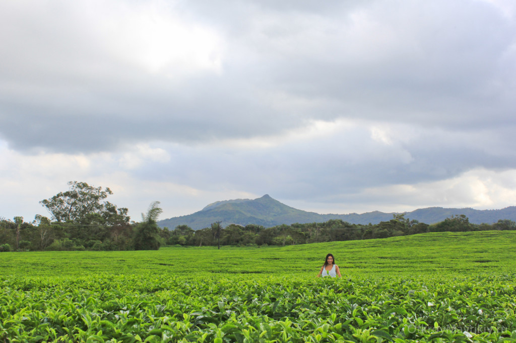 Чайный завод и чайные плантации. маврикий экскурсии отзывы и цены