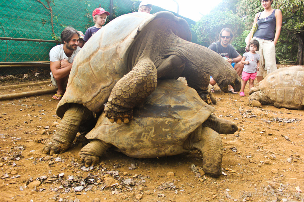 Парк черепах на Маврикии. маврикий экскурсии отзывы и цены