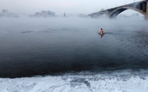 Морж в Енисее в Касноярске