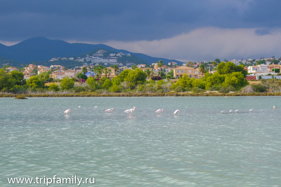 фламинго в Кальпе