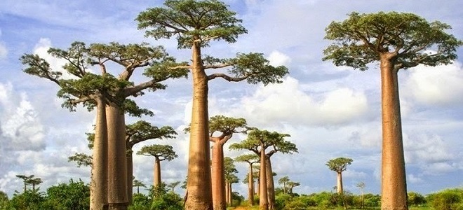 Остров Мадагаскар - интересные факты