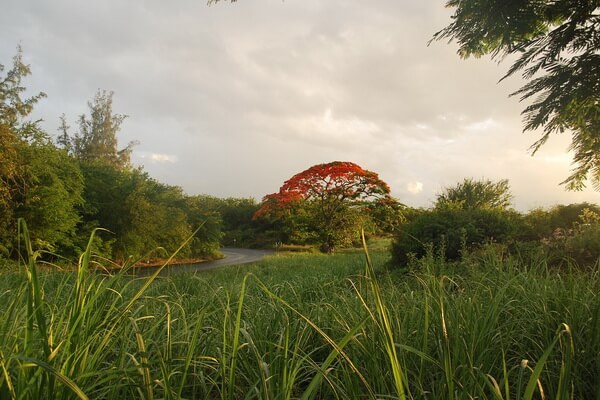 Плантации сахарного тростника на Маврикии