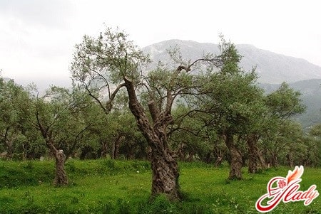 оливковые рощи