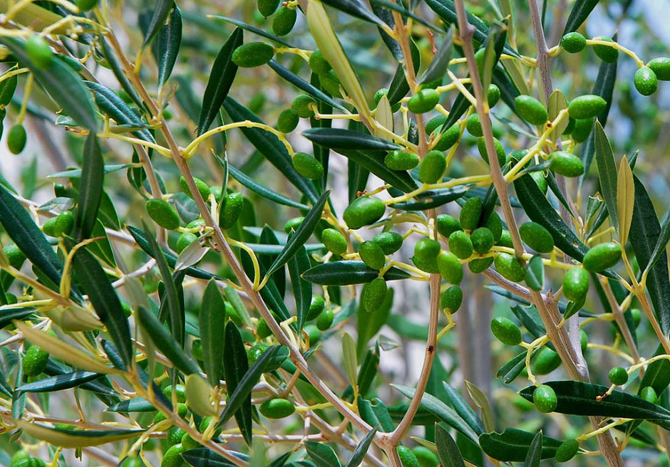 Оливки во время плодоношения