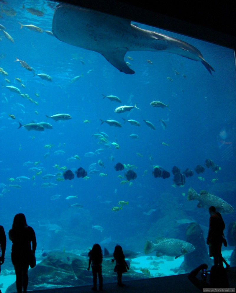 Georgia aquarium