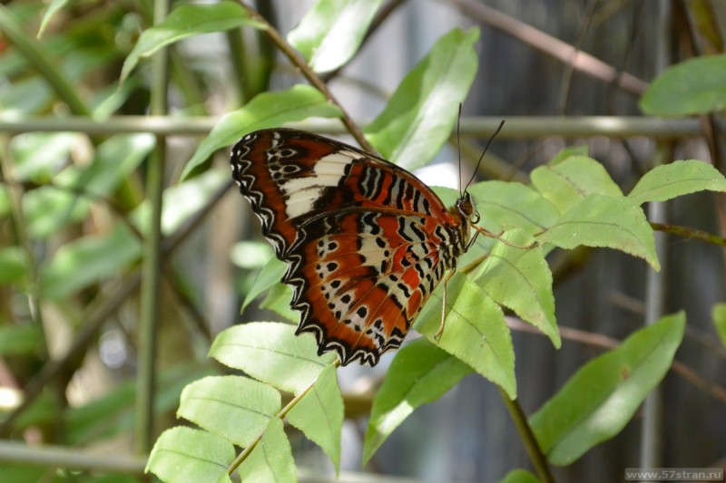 Butterfly sanctuary Cairns