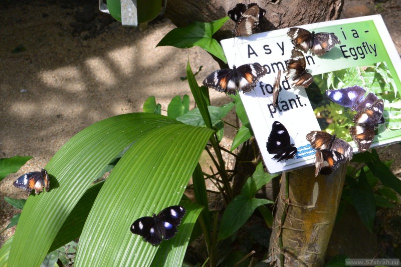 Butterfly sanctuary Кэрнс