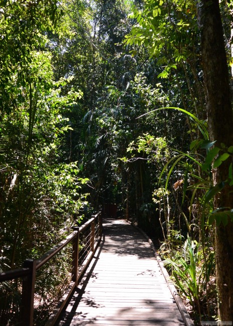 Прогулка по тропическому лесу