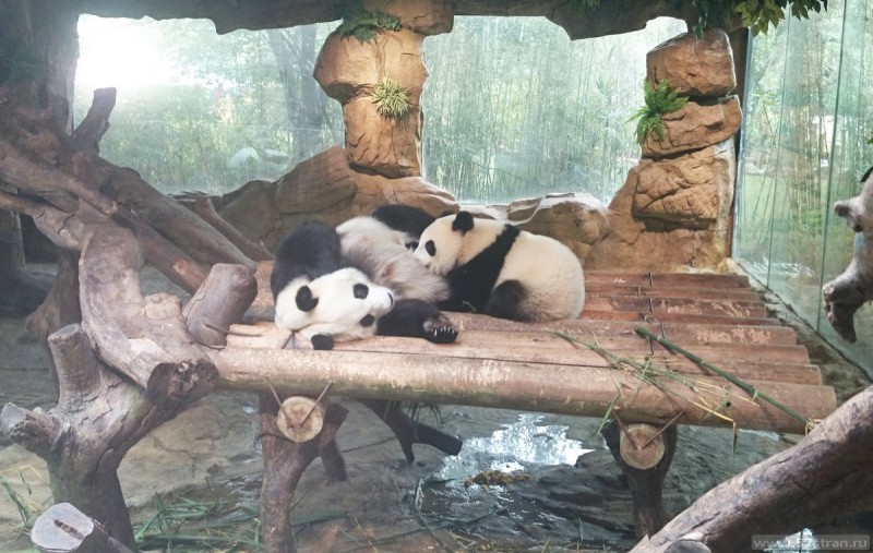Панды в Китае