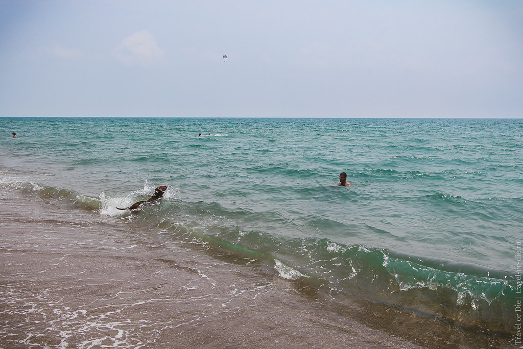 Dog in water / Lara Beach, Antalya / Пляж Лара, Анталия
