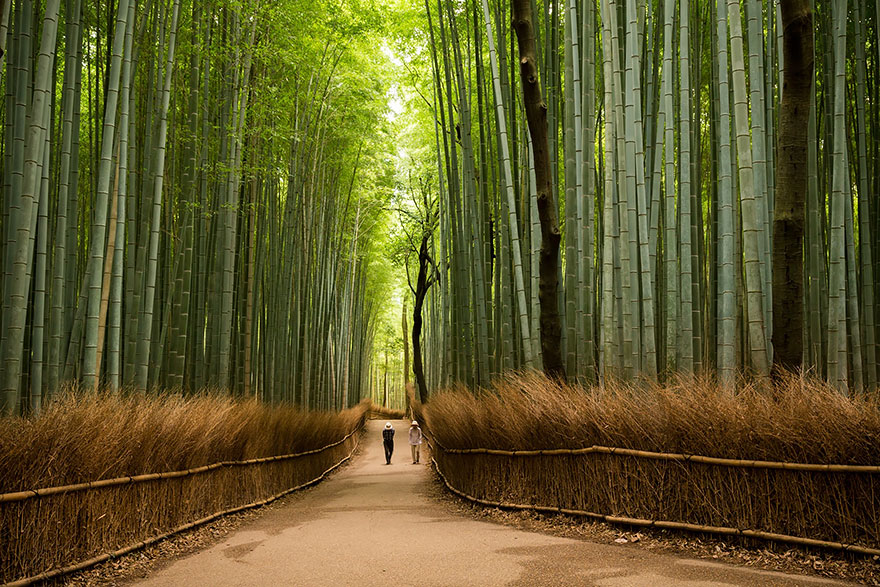 bambusový les Sagano přemisťuje turisty do zcela jiné reality. Kromě toho, že vysoké bambusové stonky vypadají působivě, když vítr stoupá, také vydávají zvuky, „začínají zpívat“, jak říkají místní obyvatelé