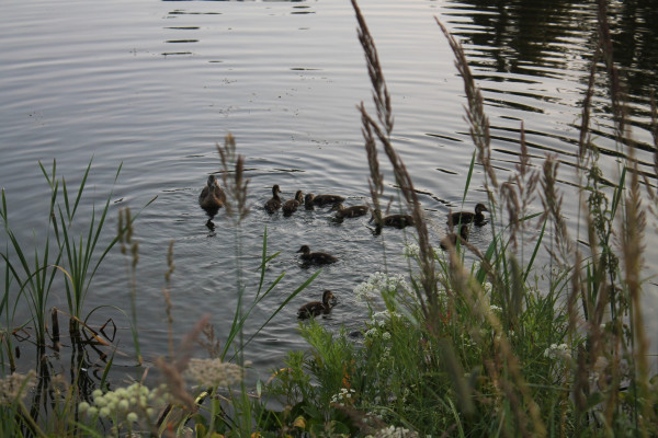 утки на озере