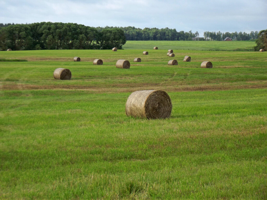 Шауляй