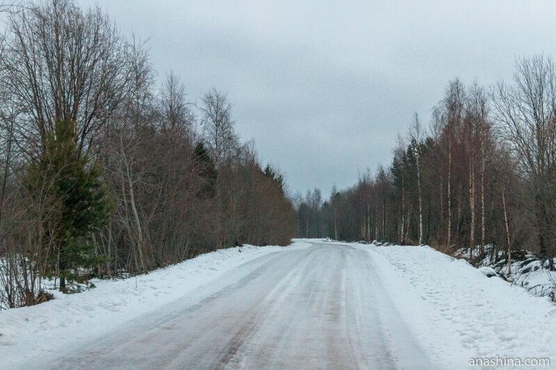 Дорога в лесу, Вологодская область